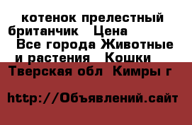 котенок прелестный британчик › Цена ­ 12 000 - Все города Животные и растения » Кошки   . Тверская обл.,Кимры г.